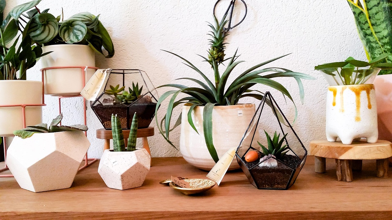 Pilea o pianta delle monete